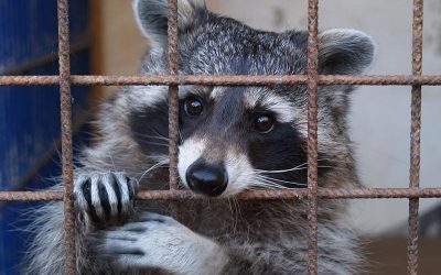 Raccoon Stealer Crawls Into Telegram