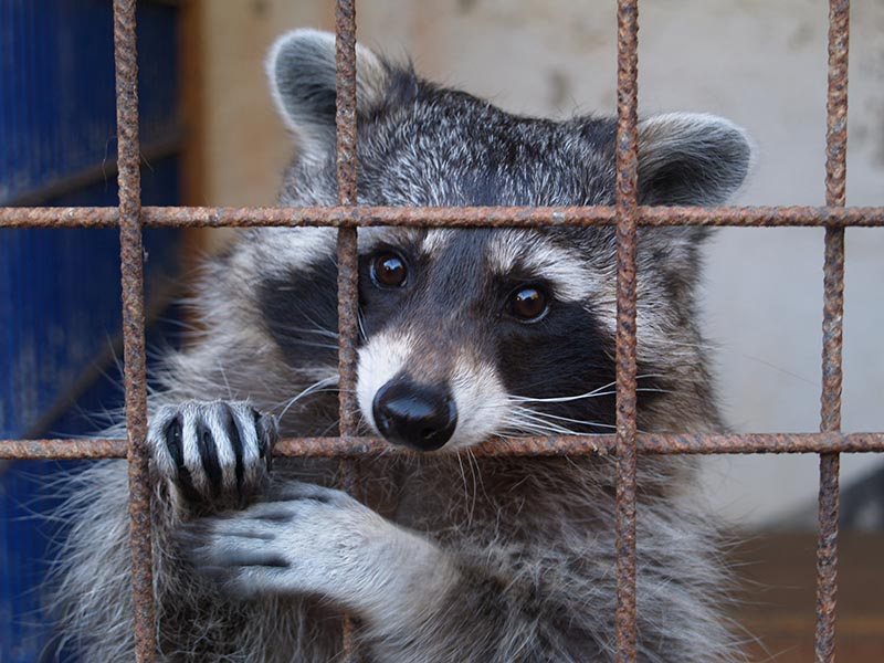 Raccoon Stealer Crawls Into Telegram