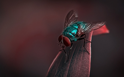 StripedFly Malware: A Five-Year Undetected Threat to Windows and Linux Systems