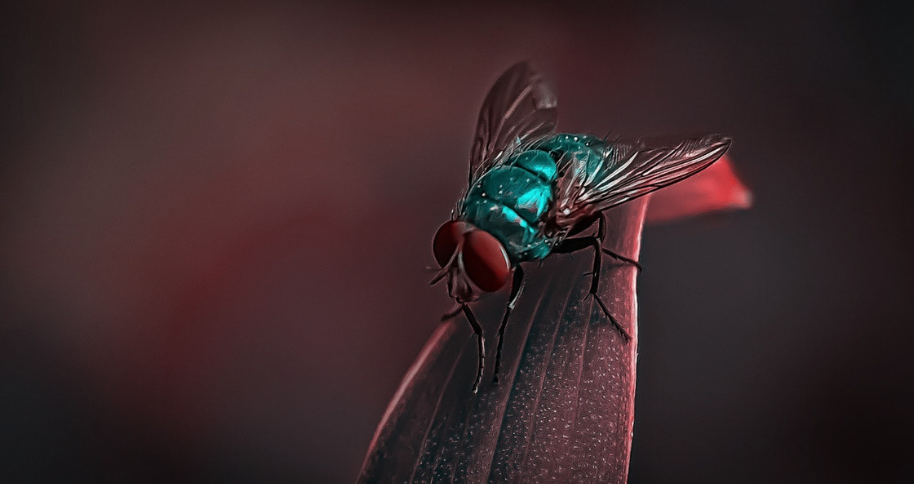 StripedFly Malware: A Five-Year Undetected Threat to Windows and Linux Systems